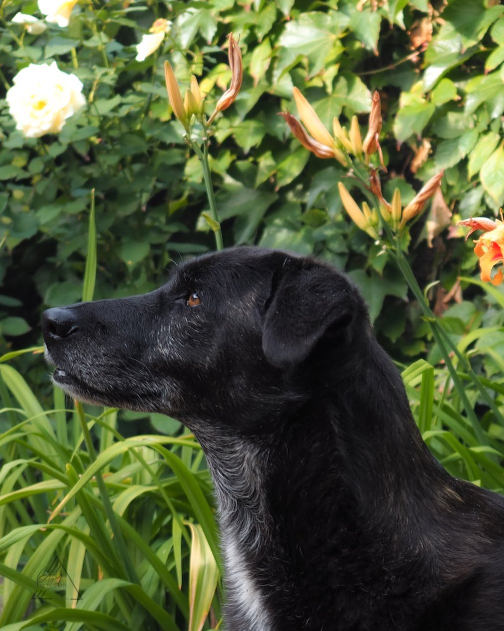 - 
A heart of gold and a stardust soul

#photography #oss #petphotography #huisdier #ingelderland #innederland #nederland #dogsofinstagram #inbrabant #olympus #omsystem #olympusomd #em10markii #em10mark2 #m43 #m43photography